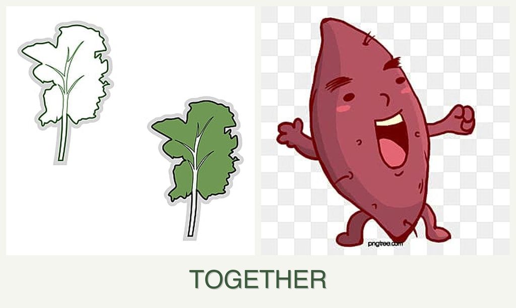 Can you plant kale and sweet potatoes together?