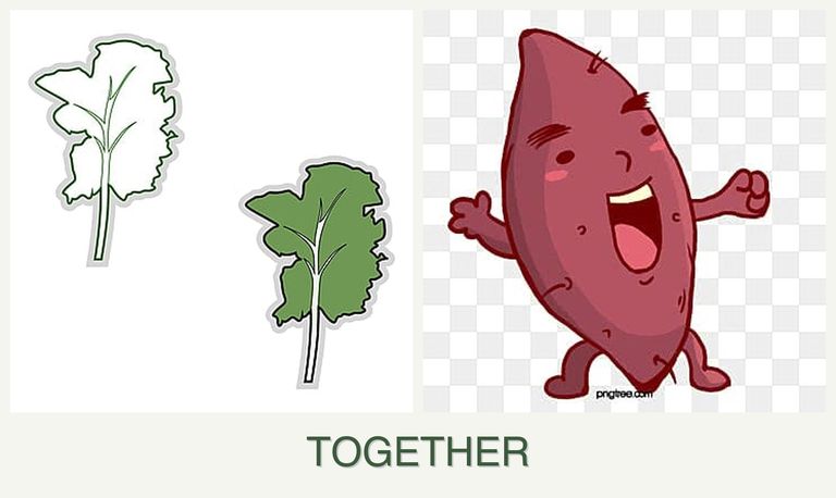 Can you plant kale and sweet potatoes together?