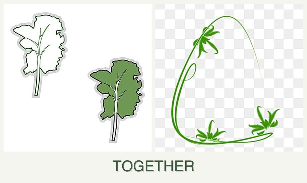 Can you plant kale and tarragon together?
