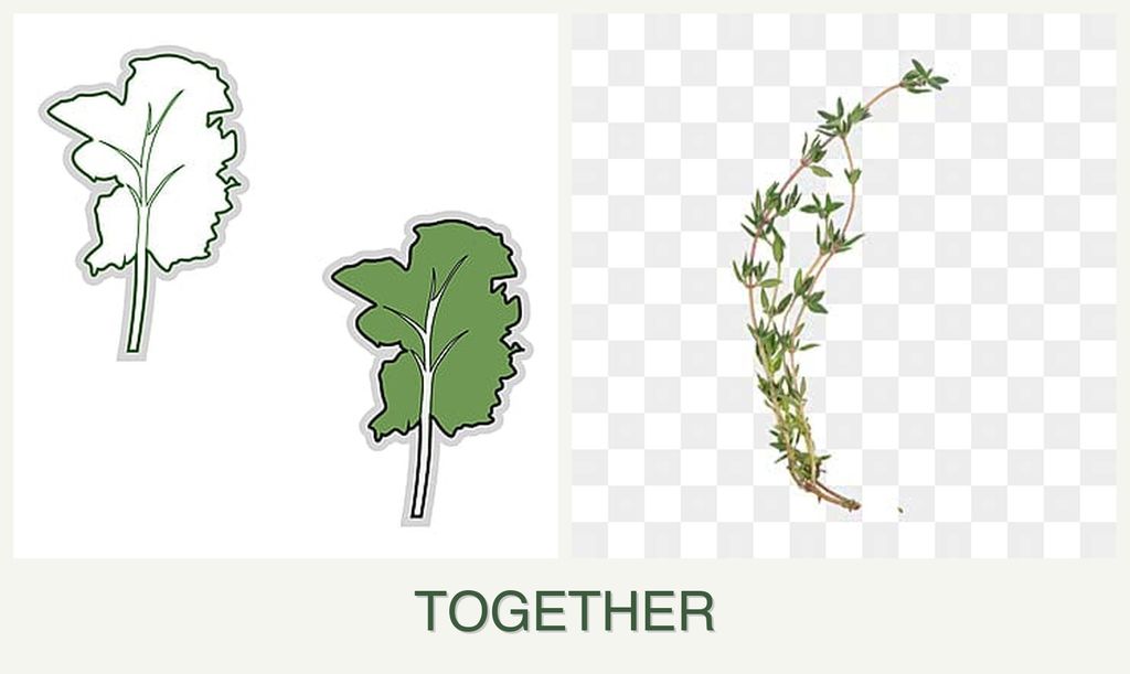 Can you plant kale and thyme together?