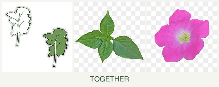 Can you plant kale, basil and petunias together?