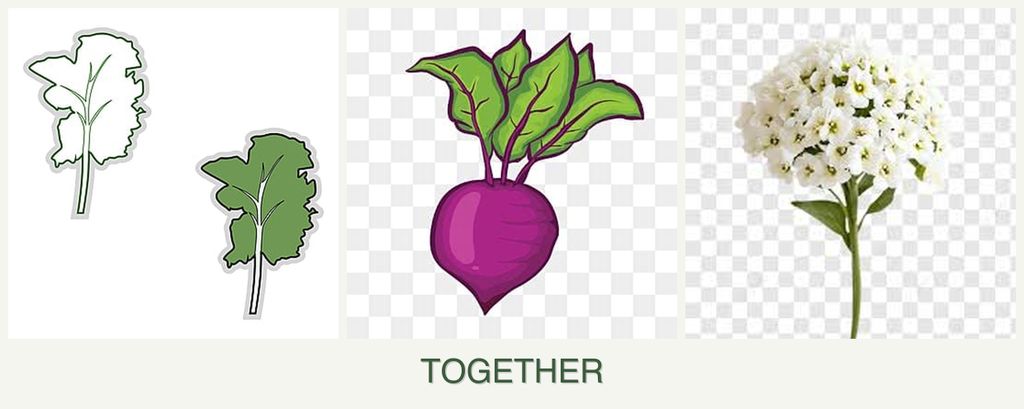 Can you plant kale, beets and alyssum together?