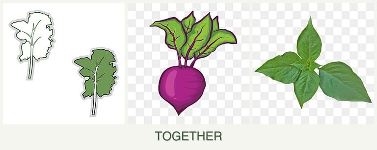 Can you plant kale, beets and basil together?