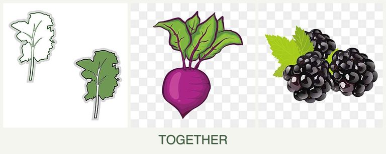 Can you plant kale, beets and blackberries together?