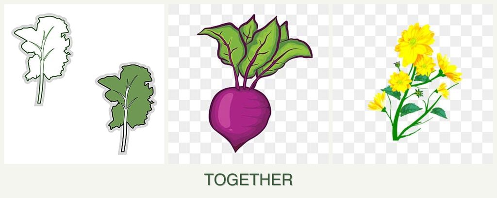 Can you plant kale, beets and calendula together?
