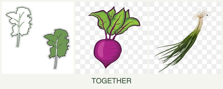 Can you plant kale, beets and chives together?