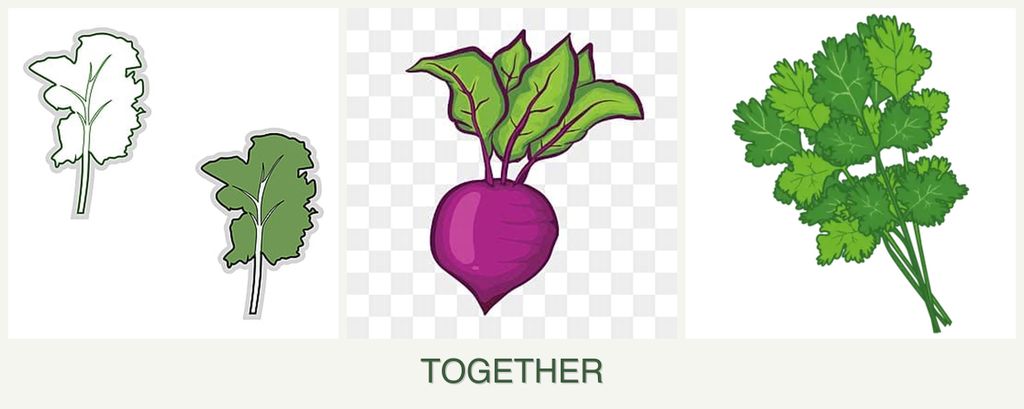 Can you plant kale, beets and cilantro together?