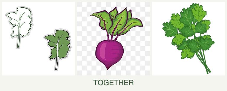 Can you plant kale, beets and cilantro together?