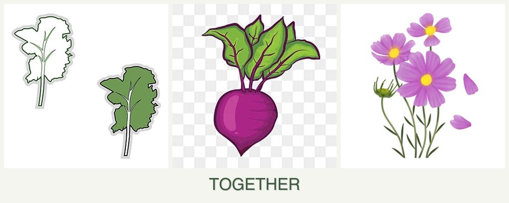 Can you plant kale, beets and cosmos together?