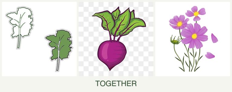 Can you plant kale, beets and cosmos together?