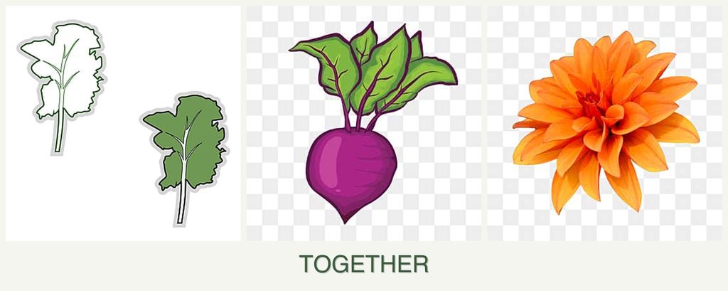 Can you plant kale, beets and dahlias together?