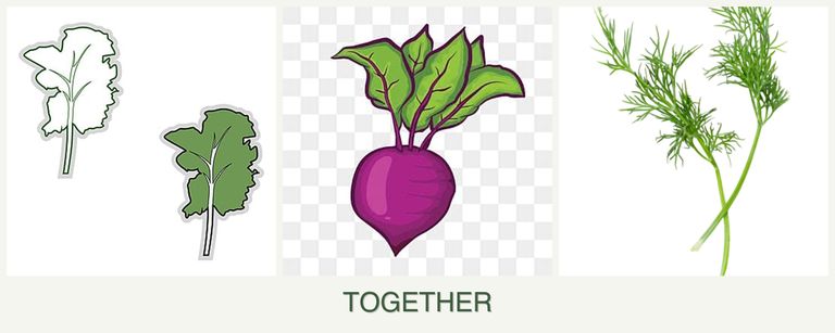 Can you plant kale, beets and dill together?