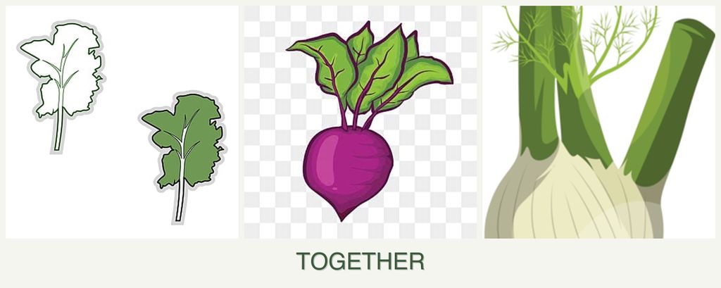 Can you plant kale, beets and fennel together?