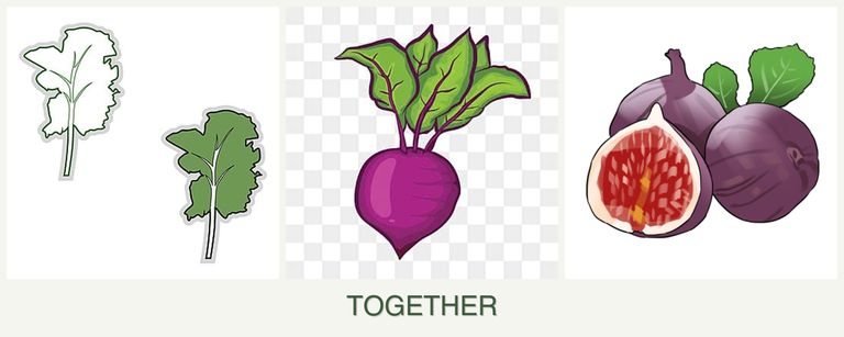 Can you plant kale, beets and figs together?