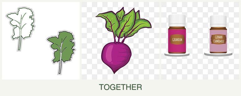 Can you plant kale, beets and geraniums together?