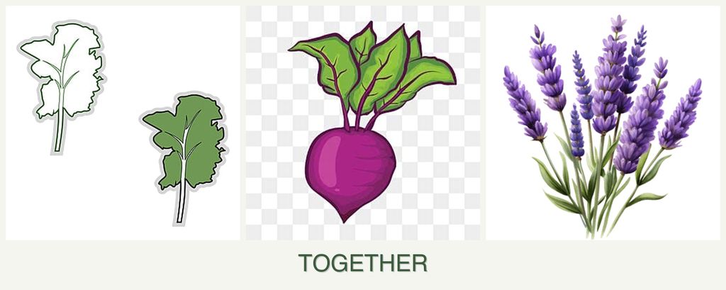 Can you plant kale, beets and lavender together?