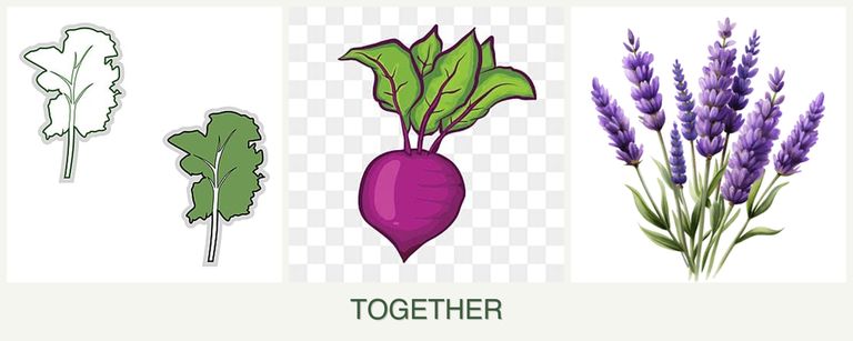 Can you plant kale, beets and lavender together?