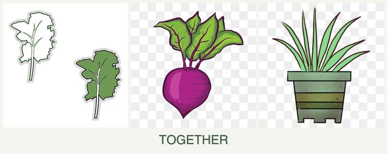 Can you plant kale, beets and lemongrass together?