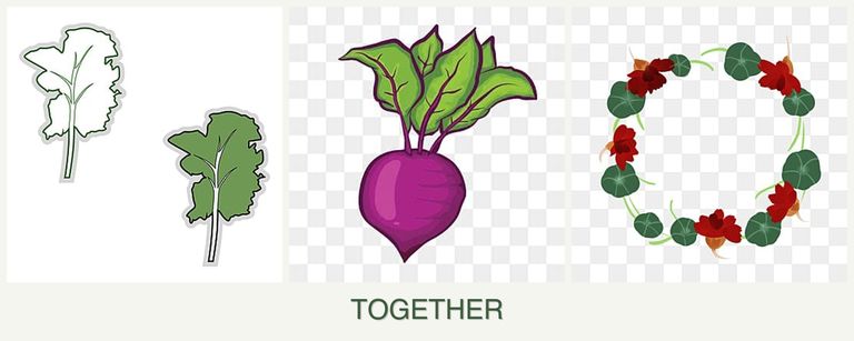 Can you plant kale, beets and nasturtiums together?