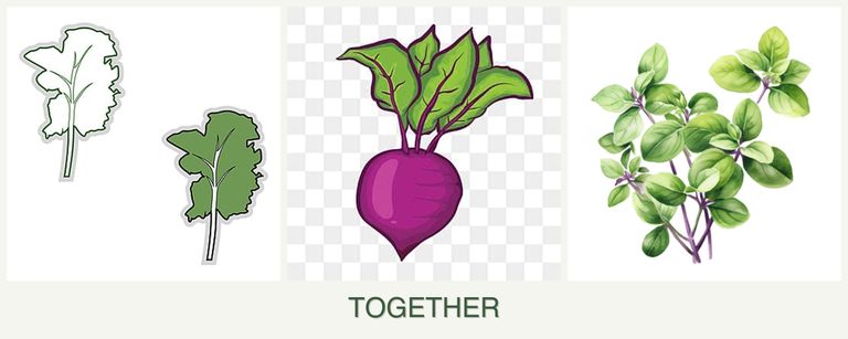Can you plant kale, beets and oregano together?