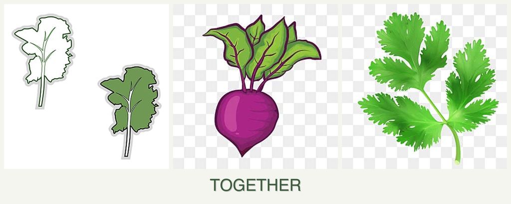 Can you plant kale, beets and parsley together?