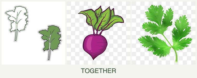 Can you plant kale, beets and parsley together?