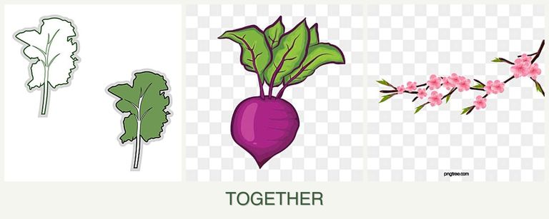 Can you plant kale, beets and peaches together?
