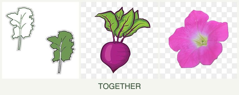 Can you plant kale, beets and petunias together?