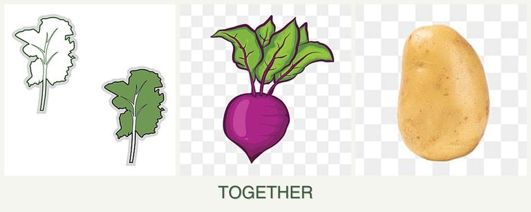 Can you plant kale, beets and potatoes together?