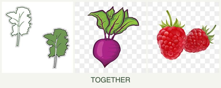 Can you plant kale, beets and raspberries together?