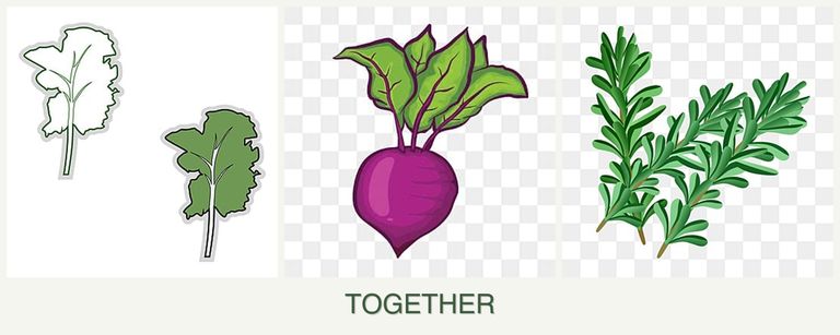 Can you plant kale, beets and rosemary together?