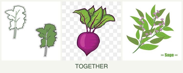 Can you plant kale, beets and sage together?
