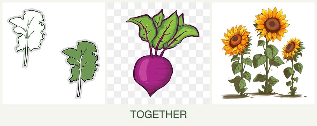 Can you plant kale, beets and sunflowers together?
