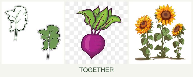 Can you plant kale, beets and sunflowers together?