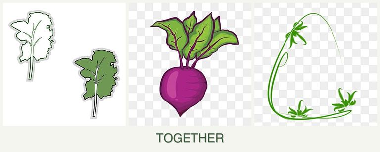 Can you plant kale, beets and tarragon together?