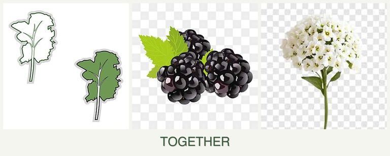 Can you plant kale, blackberries and alyssum together?