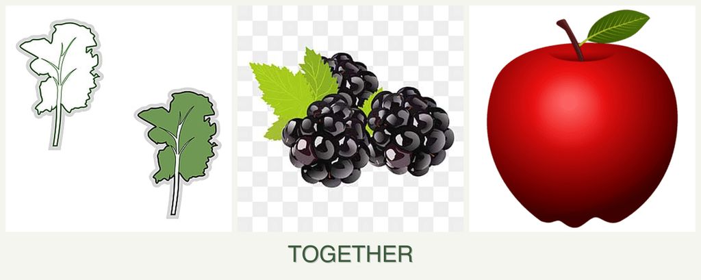 Can you plant kale, blackberries and apples together?