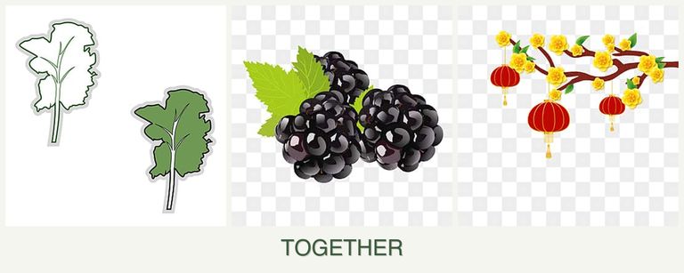 Can you plant kale, blackberries and apricots together?