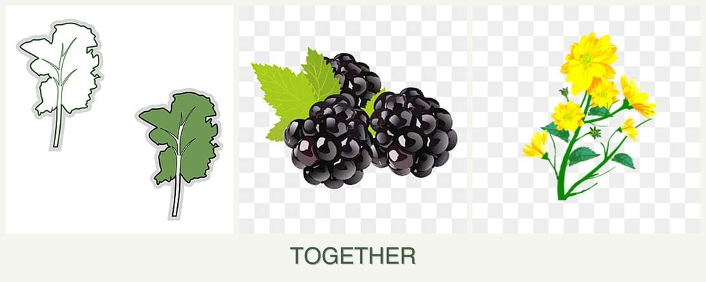 Can you plant kale, blackberries and calendula together?