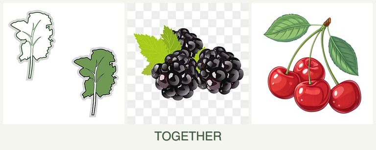 Can you plant kale, blackberries and cherries together?