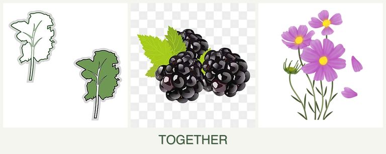 Can you plant kale, blackberries and cosmos together?