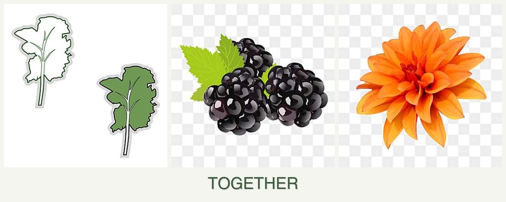 Can you plant kale, blackberries and dahlias together?