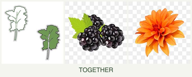Can you plant kale, blackberries and dahlias together?