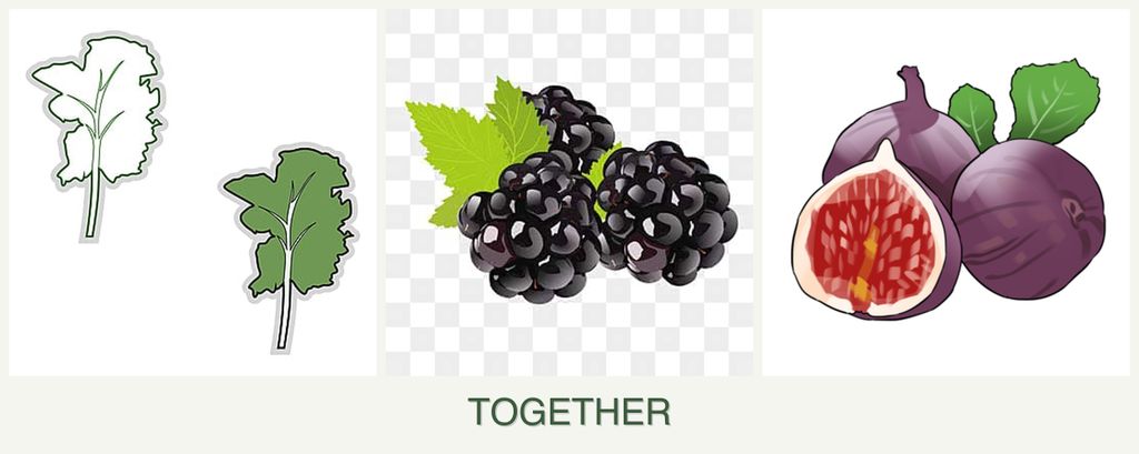 Can you plant kale, blackberries and figs together?