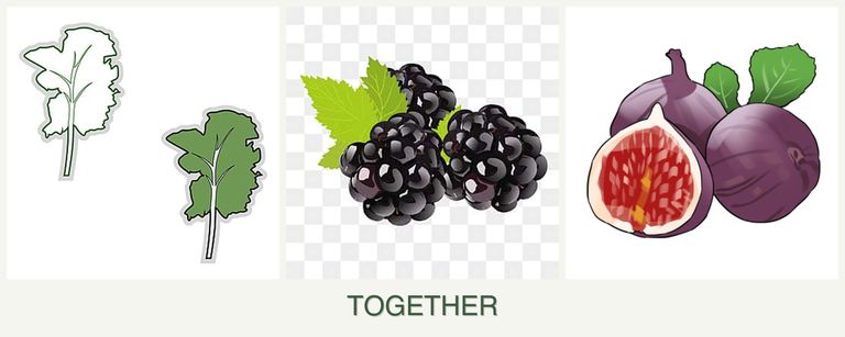 Can you plant kale, blackberries and figs together?