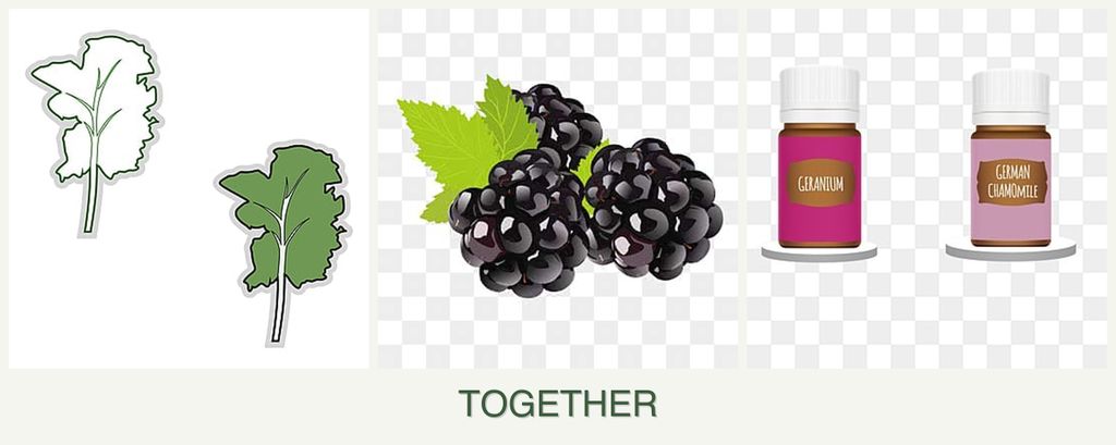 Can you plant kale, blackberries and geraniums together?