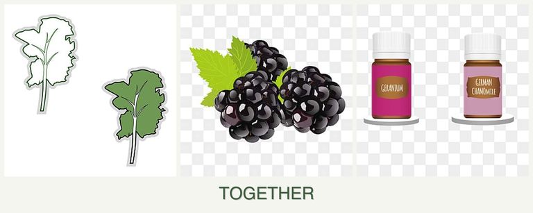 Can you plant kale, blackberries and geraniums together?
