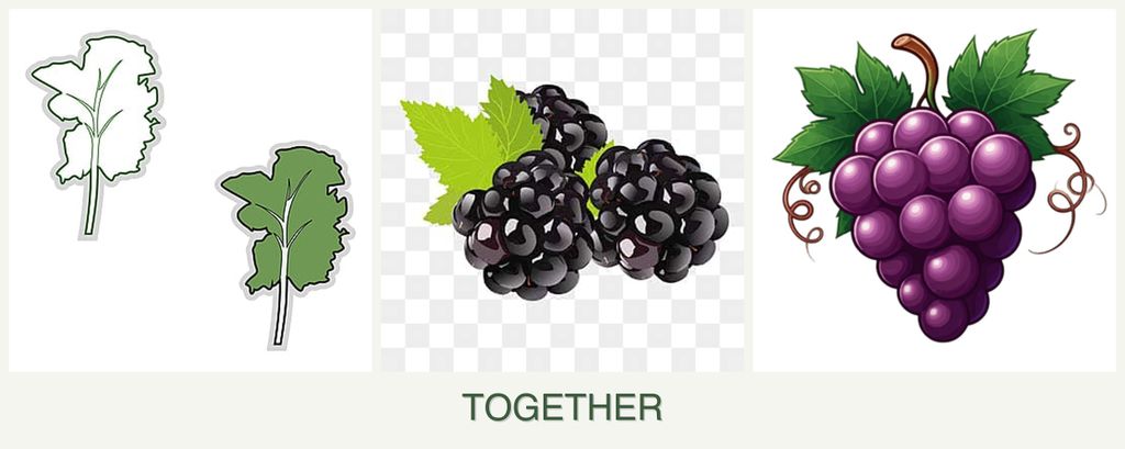 Can you plant kale, blackberries and grapes together?