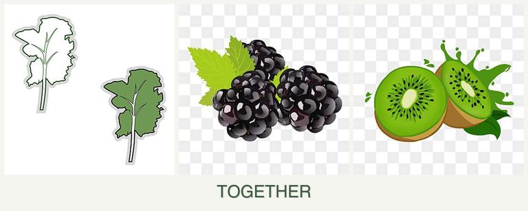 Can you plant kale, blackberries and kiwi together?