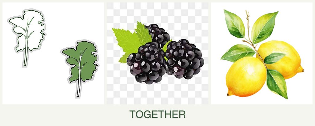 Can you plant kale, blackberries and lemons together?